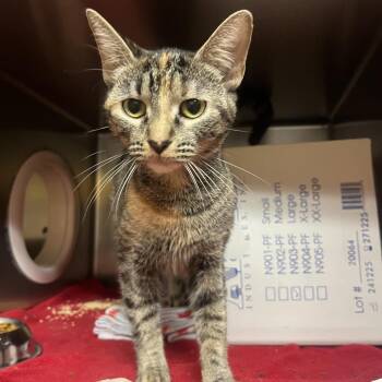 Princess -  Domestic Short Hair Cat for Adoption in Providence, Rhode Island - Princess | PetCurious