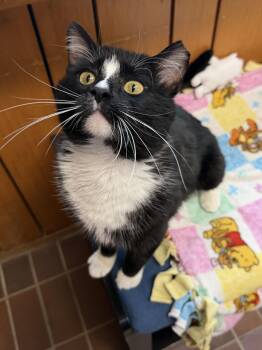 Domestic Short Hair Cats Available for Adoption in Des Moines, Iowa - Chester | PetCurious