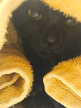 Rescue Domestic Short Hair Cats for Adoption in Batavia, Ohio - Pawtricia | PetCurious