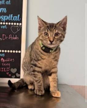 Coconut -  Domestic Short Hair Cat for Adoption in Lindenhurst, New York - Coconut | PetCurious