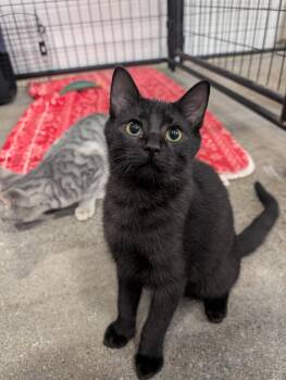Coal -  Domestic Short Hair Cat for Adoption in Columbus, Ohio - Coal | PetCurious