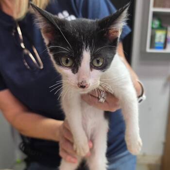 Phantom -  Domestic Short Hair Cat for Adoption in Leander, Texas - Phantom | PetCurious