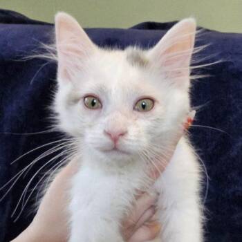 Bert -  Domestic Long Hair Cat for Adoption in Knoxville, Tennessee - Bert | PetCurious