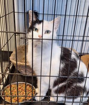Selene -  Domestic Short Hair Cat for Adoption in Stanton, Kentucky - Selene | PetCurious