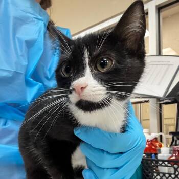 Pistachio -  Domestic Short Hair Cat for Adoption in Birmingham, Alabama - Pistachio | PetCurious