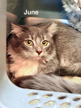 Rescue Domestic Medium Hair Cats for Adoption in St. George, Utah - June | PetCurious