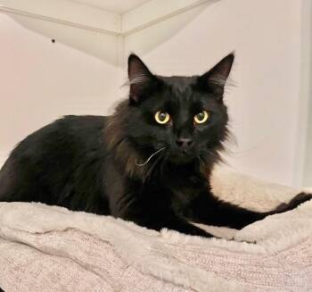 Luis -  Domestic Medium Hair Cat Available for Adoption in Cambria, California - Luis | PetCurious