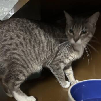 Domestic Short Hair Cats Available for Adoption - OTTER | PetCurious
