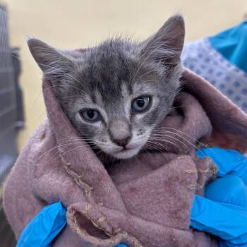 Baby Bell -  Domestic Short Hair Cat for Adoption in West Palm Beach, Florida - Baby Bell | PetCurious