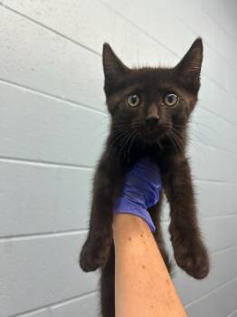 Rescue Domestic Short Hair Cats for Adoption in Evansville, Indiana - Domingo | PetCurious