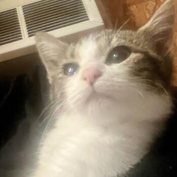 Domestic Short Hair Cats Available for Adoption in Asheville, North Carolina - Beam | PetCurious