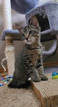 Rescue Domestic Short Hair Cats for Adoption in Fruit Heights, Utah - Beuferd | PetCurious