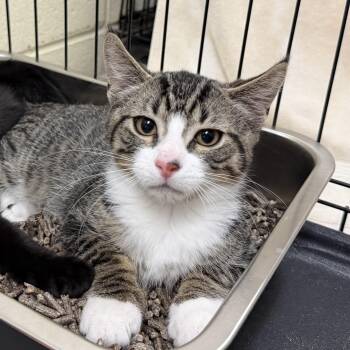 Roger -  Domestic Short Hair Cat for Adoption in Wantagh, New York - Roger | PetCurious