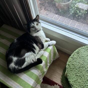 Ned -  Domestic Short Hair Cat for Adoption in Silver Spring, Maryland - Ned | PetCurious