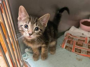 MISO -  Domestic Short Hair Cat for Adoption in Fort Wayne, Indiana - MISO | PetCurious