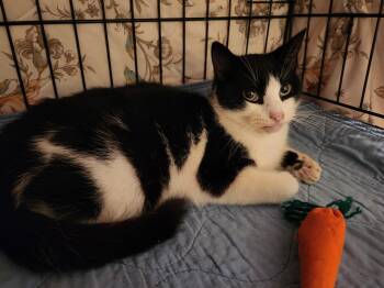 Domestic Short Hair Cats Available for Adoption - Goldstein | PetCurious