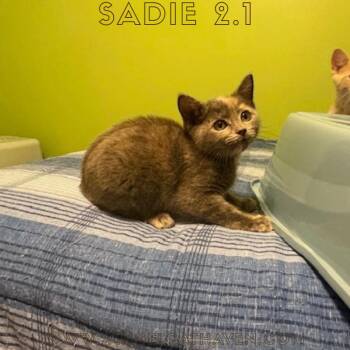Rescue Domestic Short Hair Cats for Adoption in Plainville, Massachusetts - Sadie 2.1 | PetCurious