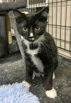 Shifu -  Tuxedo and Domestic Medium Hair Cat for Adoption in Pompano Beach, Florida - Shifu | PetCurious