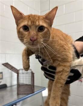 SASHIMI -  Domestic Medium Hair Cat for Adoption in Corpus Christi, Texas - SASHIMI | PetCurious
