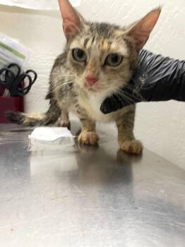 Violet -  Domestic Short Hair Cat for Adoption in Chico, California - Violet | PetCurious