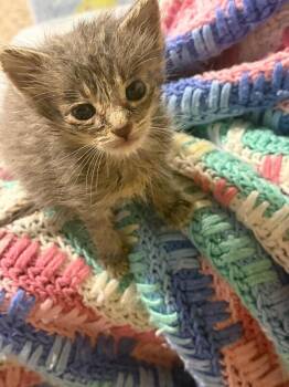 Rhino -  Domestic Short Hair Cat for Adoption in Grand Rapids, Michigan - Rhino | PetCurious