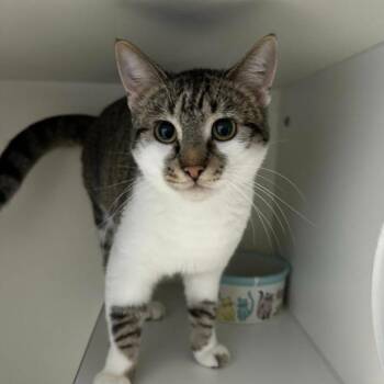 Domestic Short Hair Cats Available for Adoption in Normal, Illinois - Robby | PetCurious