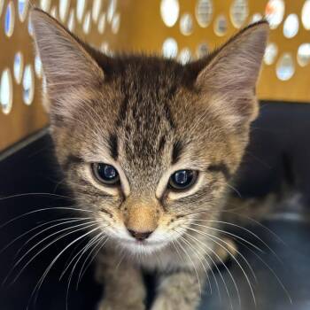 Domestic Short Hair Cats Available for Adoption in Birmingham, Alabama - Mouse | PetCurious