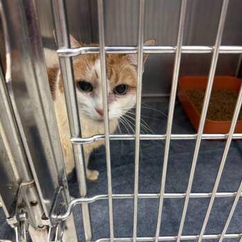 Domestic Short Hair Cats Available for Adoption in Port Charlotte, Florida - Pumpkin | PetCurious