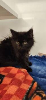 Soot Sprite -  Domestic Long Hair and Domestic Short Hair Cat for Adoption in Roseville, California - Soot Sprite | PetCurious