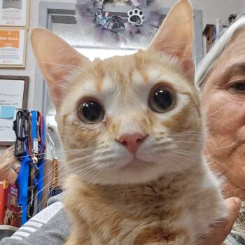 Rescue Domestic Short Hair Cats for Adoption in Hinesville, Georgia - Cheeto | PetCurious