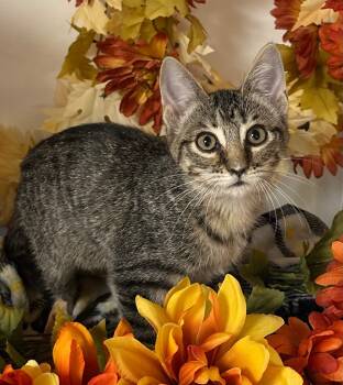 Rescue Domestic Short Hair Cats for Adoption in Stillwater, Oklahoma - 7/11/25 - Elinor | PetCurious