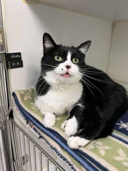 Rescue Domestic Short Hair Cats for Adoption in Leitchfield, Kentucky - Foo Foo | PetCurious