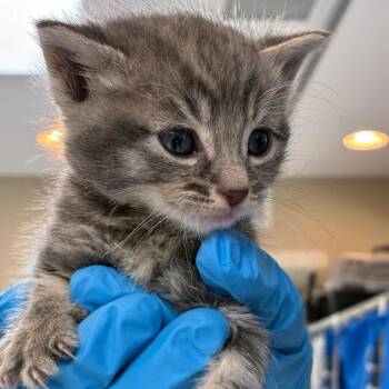 Posey -  Domestic Short Hair Cat for Adoption in Ojai, California - Posey | PetCurious