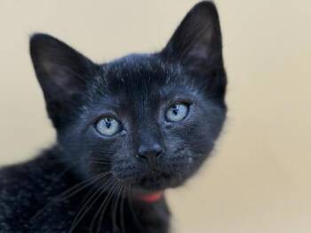Lucita -  Domestic Short Hair Cat for Adoption in Portland, Oregon - Lucita | PetCurious