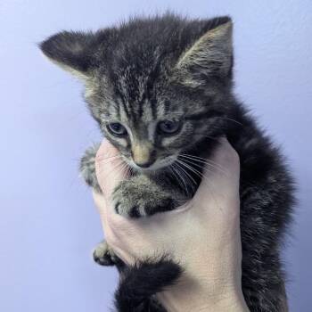 Clawd -  Domestic Short Hair Cat for Adoption in Johnstown, Pennsylvania - Clawd | PetCurious