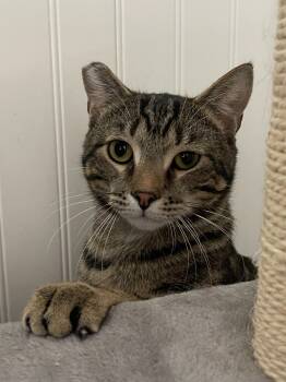 Rescue Domestic Short Hair Cats for Adoption in Washington, North Carolina - Sherwood | PetCurious