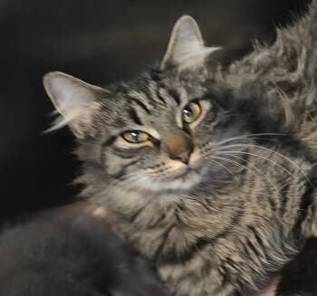 Domestic Medium Hair Cats Available for Adoption in Southbury, Connecticut - FIZZY | PetCurious