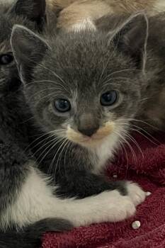 Uriah -  Domestic Short Hair Cat for Adoption in Williamsburg, Virginia - Uriah | PetCurious
