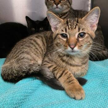 Fuego -  Domestic Short Hair Cat for Adoption in Martinsville, Virginia - Fuego | PetCurious