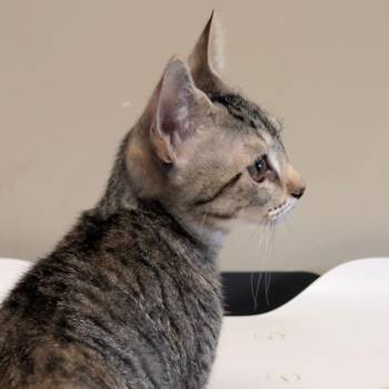 Solgalelo BONDED with Umbreon -  Domestic Short Hair and Manx Cat for Adoption in Wilmington, Delaware - Solgalelo BONDED With Umbreon | PetCurious
