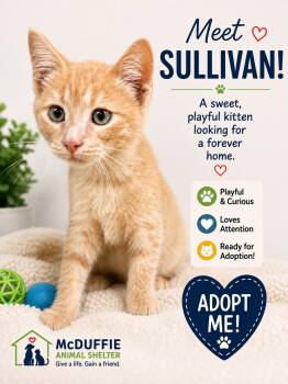 Sullivan -  Domestic Short Hair Cat for Adoption in Thomson, Georgia - Sullivan | PetCurious