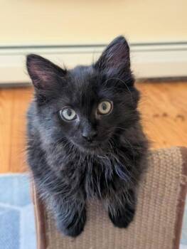 Big Liz -  Domestic Short Hair Cat Available for Adoption in Lowell, Massachusetts - Big Liz | PetCurious