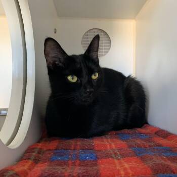 Dior -  Domestic Short Hair Cat for Adoption in Grass Valley, California - Dior | PetCurious