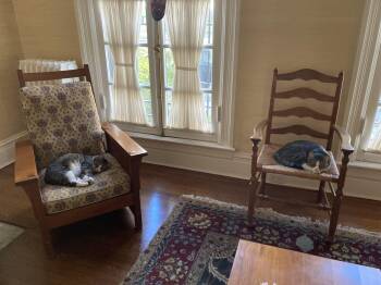 Domestic Short Hair Cats Available for Adoption - Penny And Lena  | PetCurious