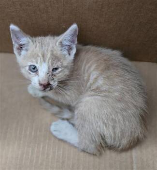 Domestic Short Hair Cats Available for Adoption in Dallas, Texas - AUSTRALIA | PetCurious