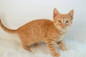 Jupiter -  Domestic Short Hair and Tabby Cat for Adoption in Algood, Tennessee - Jupiter | PetCurious