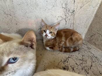 Domestic Short Hair Cats Available for Adoption in Oklahoma City, Oklahoma - A473719 | PetCurious