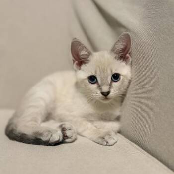 Marina -  Domestic Short Hair Cat for Adoption in Germantown, Maryland - Marina | PetCurious