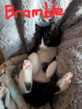 River Bramble (Available for pre-adoption) -  Tuxedo Cat for Adoption in PORT WENTWRTH, Georgia - River Bramble (Available For Pre-adoption) | PetCurious