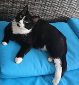 Rescue Domestic Short Hair Cats for Adoption in Trenton, New Jersey - Kitana | PetCurious